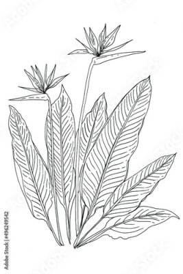 Papier peint  Strelitzia flower vector line drawing of flowers and leaves.