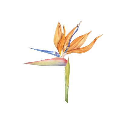 Papier peint  Strelitzia flower watercolor illustration