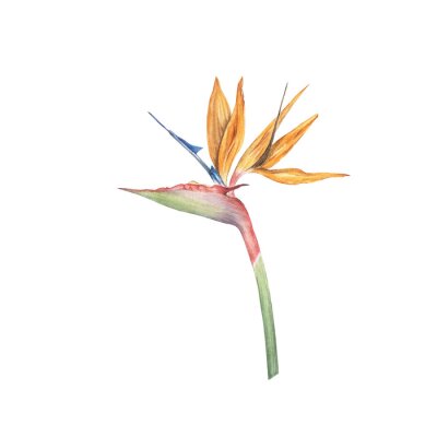 Papier peint  Strelitzia flower watercolor illustration