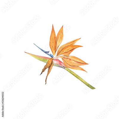 Papier peint  Strelitzia flower watercolor illustration