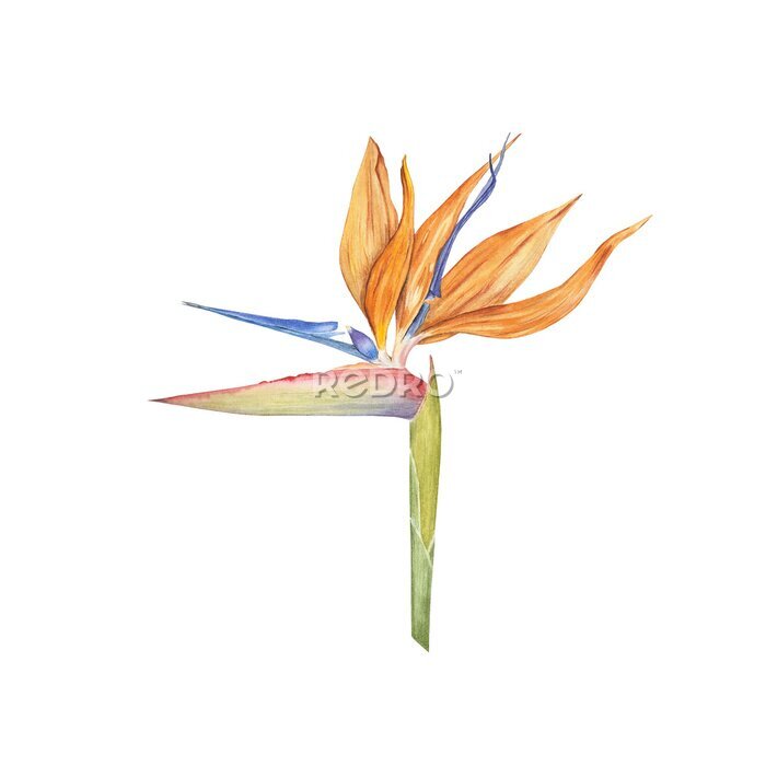 Papier peint  Strelitzia flower watercolor illustration