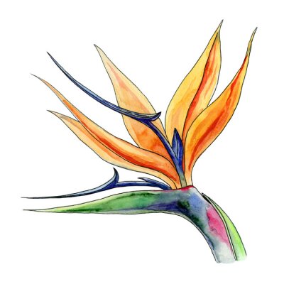Papier peint  Strelitzia flower watercolor illustration. Bright hand drawn graphic exotic african flower. Botanical blooming Strelitziaceae isolated on white background.