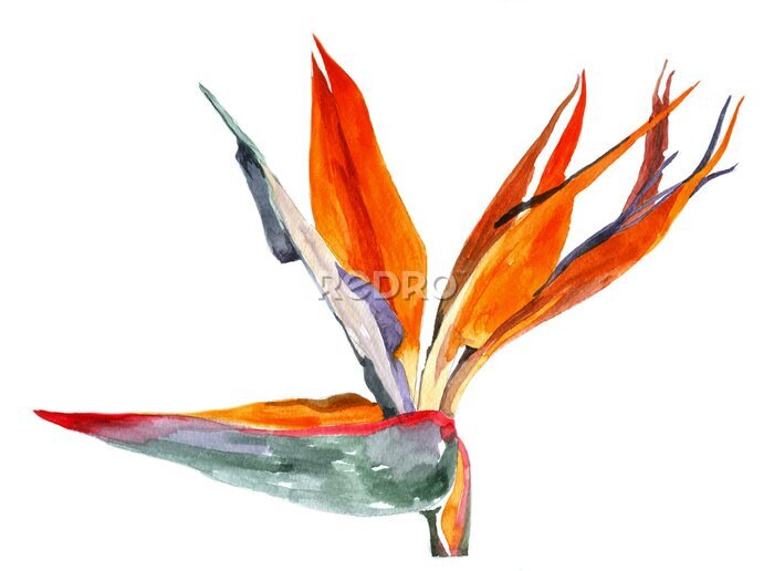 Papier peint  Strelitzia flower watercolor isolalted on white background botanical illustration for all prints.