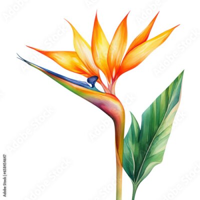 Papier peint  Strelitzia flower watercolor object isolated png.