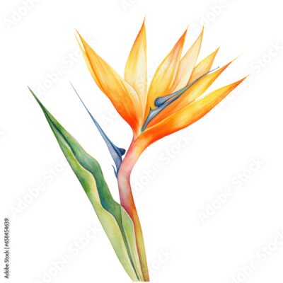Papier peint  Strelitzia flower watercolor object isolated png.