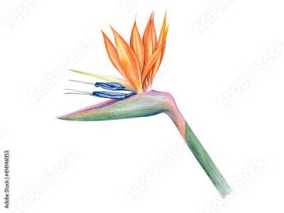 Papier peint  Strelitzia flower. Watercolor painted illustration isolated on a white background.