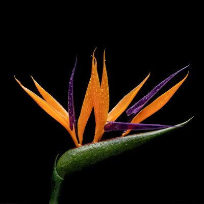 Papier peint  Strelitzia flower with black background