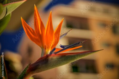 Papier peint  Strelitzia flower with color background. Madeira Island