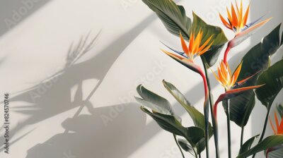 Papier peint  Strelitzia, flower with empty copy space, solid background