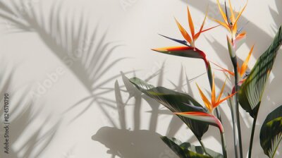Papier peint  Strelitzia, flower with empty copy space, solid background