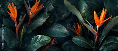 Papier peint  Strelitzia, flower with empty copy space, solid background