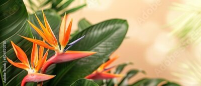 Papier peint  Strelitzia, flower with empty copy space, solid background