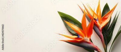 Papier peint  Strelitzia, flower with empty copy space, solid background