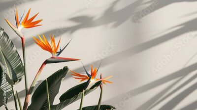 Papier peint  Strelitzia, flower with empty copy space, solid background