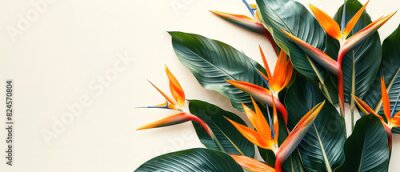 Papier peint  Strelitzia, flower with empty copy space, solid background
