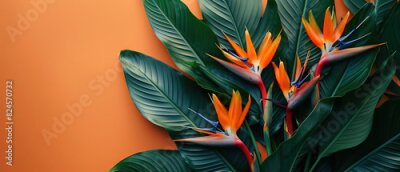 Papier peint  Strelitzia, flower with empty copy space, solid background