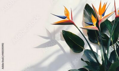 Papier peint  Strelitzia, flower with empty copy space, solid background ,