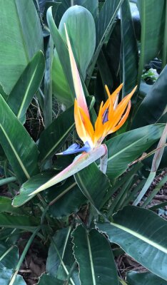 Papier peint  Strelitzia flower with green background