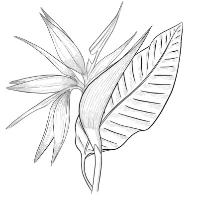 Papier peint  Strelitzia flower with leaf outline illustration.