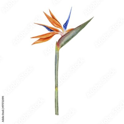Papier peint  Strelitzia, flower with leaves watercolor illustration