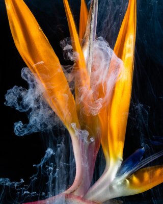 Papier peint  Strelitzia flower with smoke and black background