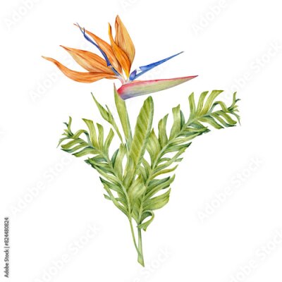 Papier peint  Strelitzia flower with tropical leaves. Bird of Paradise plant. Floral composition for postcards, logos, fashion and cosmetic packages. Hand drawn watercolor illustration on transparent background