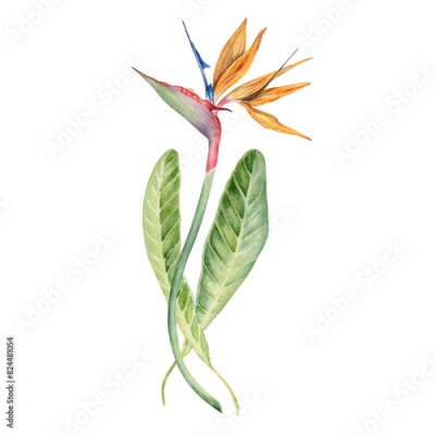 Papier peint  Strelitzia flower with tropical leaves. Bird of Paradise plant. Floral composition for postcards, logos, fashion and cosmetic packages. Hand drawn watercolor illustration on transparent background