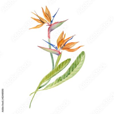 Papier peint  Strelitzia flower with tropical leaves. Bird of Paradise plant. Floral composition for postcards, logos, fashion and cosmetic packages. Hand drawn watercolor illustration on transparent background