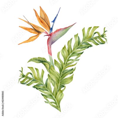 Papier peint  Strelitzia flower with tropical leaves. Bird of Paradise plant. Floral composition for postcards, logos, fashion and cosmetic packages. Hand drawn watercolor illustration on transparent background
