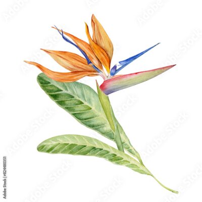 Papier peint  Strelitzia flower with tropical leaves. Bird of Paradise plant. Floral composition for postcards, logos, fashion and cosmetic packages. Hand drawn watercolor illustration on transparent background