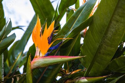 Papier peint  Strelitzia flowering at the road, Sao Miguel Island, Azores Archipelago
