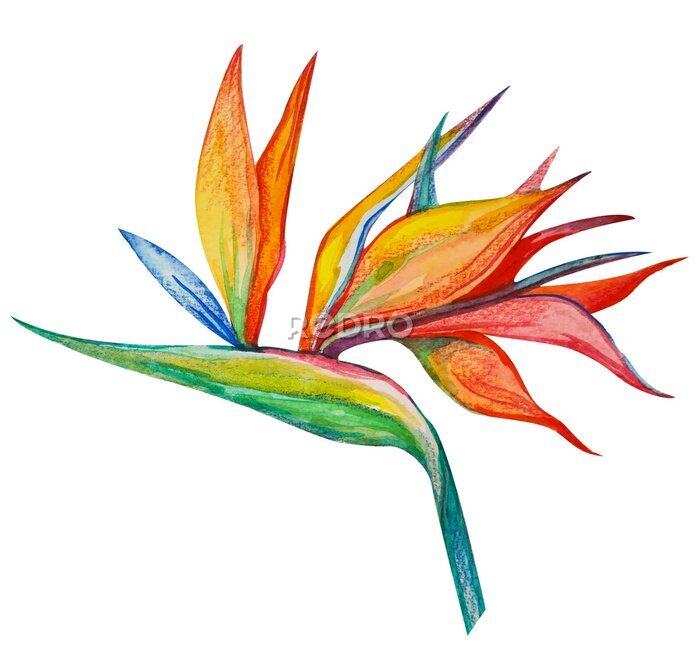 Papier peint  Strelitzia flowers and green leaves strelitzia on white background, watercolor on isolated background