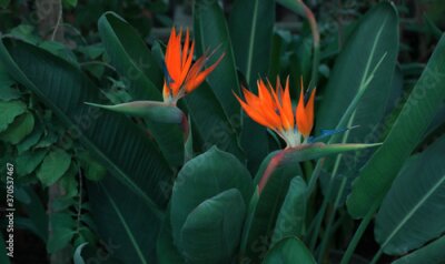 Papier peint  Strelitzia flowers (bird of paradise) in the garden