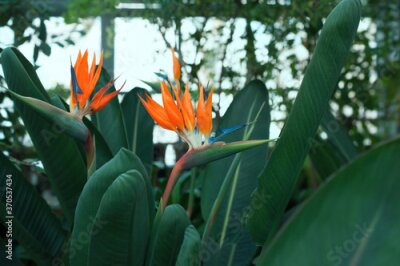 Papier peint  Strelitzia flowers (bird of paradise) in the garden