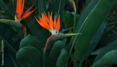 Papier peint  Strelitzia flowers (bird of paradise) in the garden