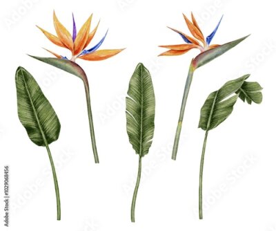 Papier peint  Strelitzia flowers bird of paradise with tropical leaves palm watercolor illustration set on white. Template for postcard, textile, fabric, wallpaper, card, packaging, party.