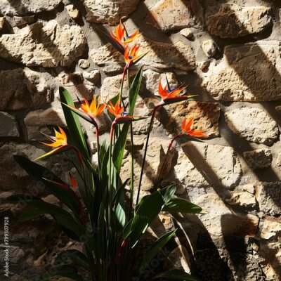 Papier peint  Strelitzia flowers casting shadows on a rustic stone wall, enduring beauty