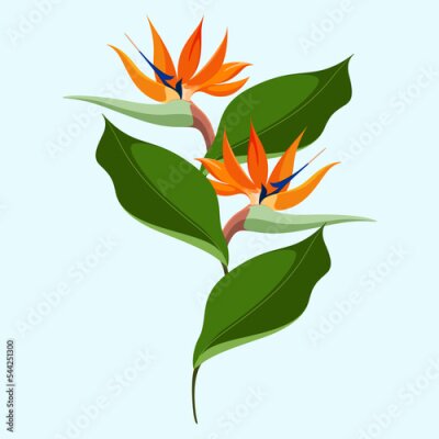 Papier peint  Strelitzia flowers. Exotic. Vector illustration.
