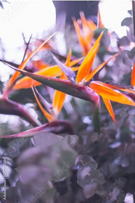 Papier peint  Strelitzia flowers in bloom
