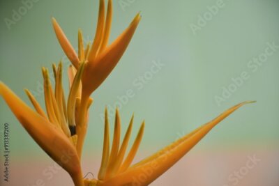 Papier peint  Strelitzia flowers isolate, delicate and beautiful yellow color