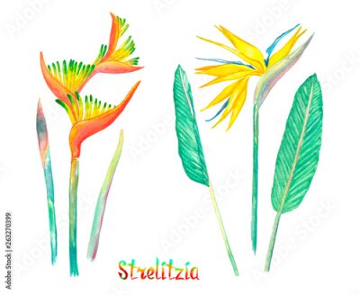 Papier peint  Strelitzia flowers isolated on white hand painted watercolor illustration with handwritten inscription