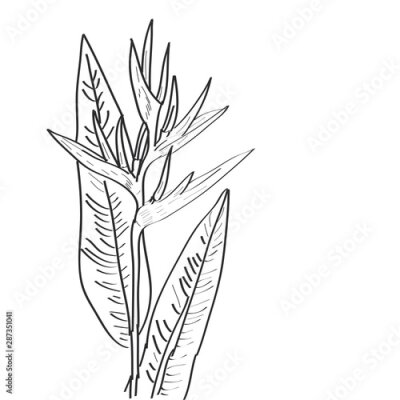 Papier peint  Strelitzia flowers leaf sketch, black contour isolated on white background. simple art, Can be used for Card banner template, copy space. Vector