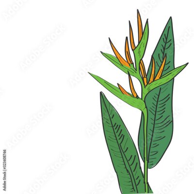 Papier peint  Strelitzia flowers leaf sketch, black contour yellow green isolated on white background. simple art, Can be used for Card banner template, copy space. Vector