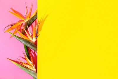 Papier peint  Strelitzia flowers on color background