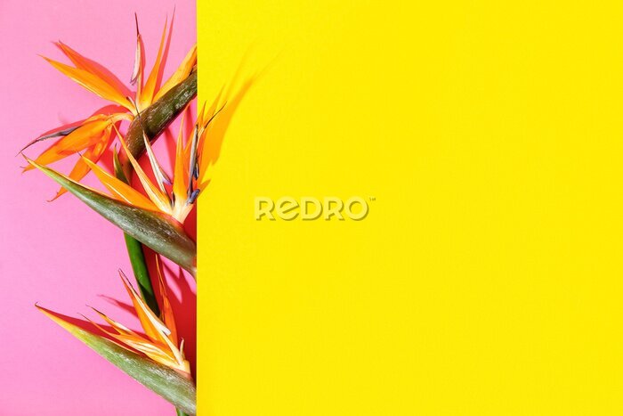 Papier peint  Strelitzia flowers on color background