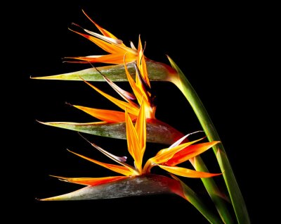 Papier peint  Strelitzia flowers on dark background, closeup