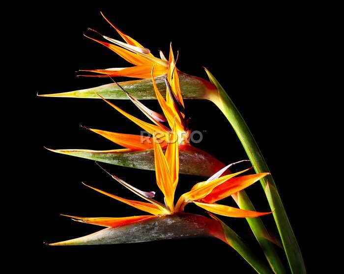 Papier peint  Strelitzia flowers on dark background, closeup
