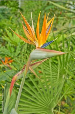 Papier peint  Strelitzia flowers orange