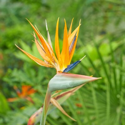 Papier peint  Strelitzia flowers orange