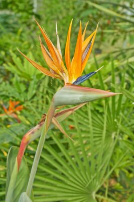 Papier peint  Strelitzia flowers orange
